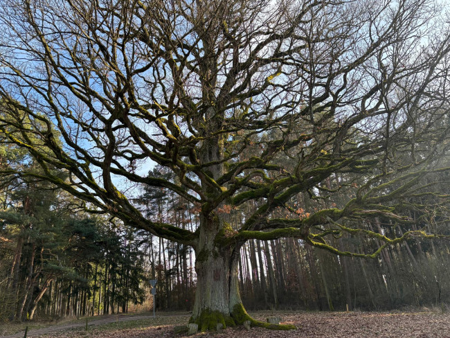 Eiche am Trommetsheimer Berg „An der Heidenburg“